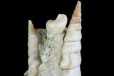 Fossil Gastropod (Haustator) Cluster - Damery, France #86575-1